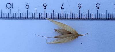 Click for 2 image(s) for this accession. Spikelet